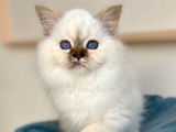À réserver, plusieurs chatons Sacrés de Birmanie LOOF