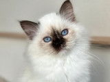 À réserver, plusieurs chatons Sacrés de Birmanie LOOF