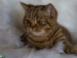 1 chaton British Shorthair mâle LOOF à vendre