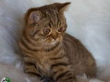 1 chaton British Shorthair mâle LOOF à vendre