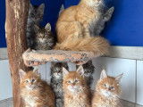 6 chatons Maine Coons non-LOOF d’août 2025 à vendre