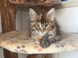 6 chatons Maine Coons non-LOOF d’août 2025 à vendre