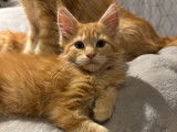 6 chatons Maine Coons non-LOOF d’août 2025 à vendre