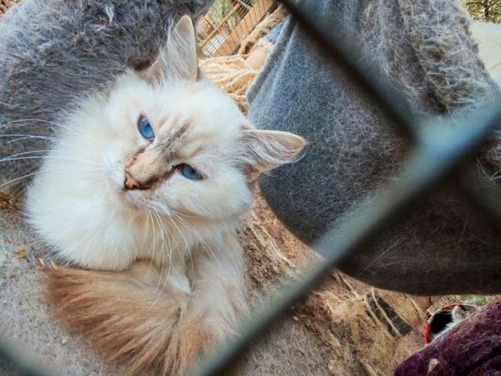 Vente d’un chaton femelle Ragdoll chocolat point tabby LOOF de mai 2025
