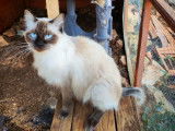 Chatte Ragdoll seal point LOOF à vendre, âgée de 2 ans