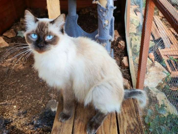 Chatte Ragdoll seal point LOOF à vendre, âgée de 2 ans