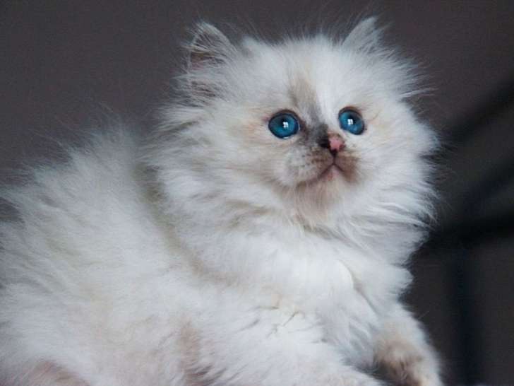 Vente d’une chatonne Sibérienne blue tortie tabby point LOOF d’août 2025