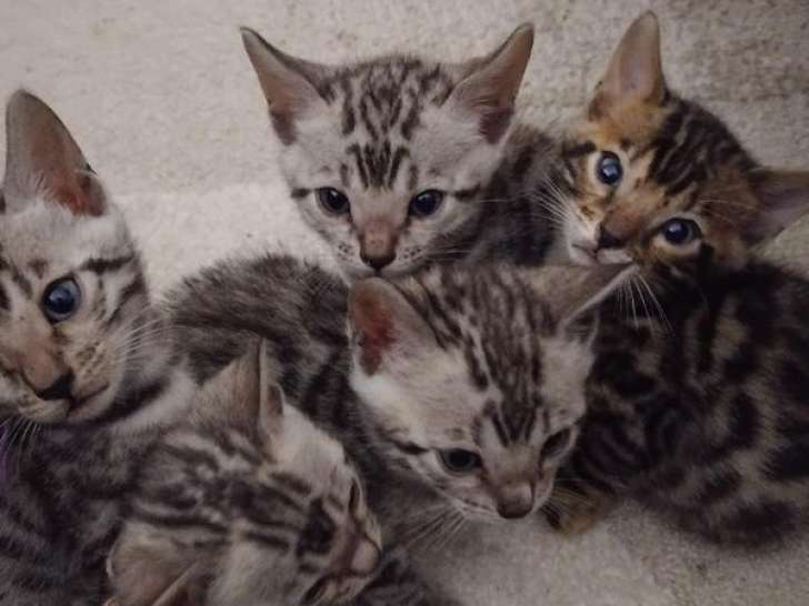 6 chatons Bengals non-LOOF à réserver