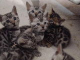 6 chatons Bengals non-LOOF à réserver