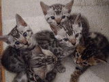 6 chatons Bengals non-LOOF à réserver