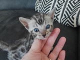 6 chatons Bengals non-LOOF à réserver