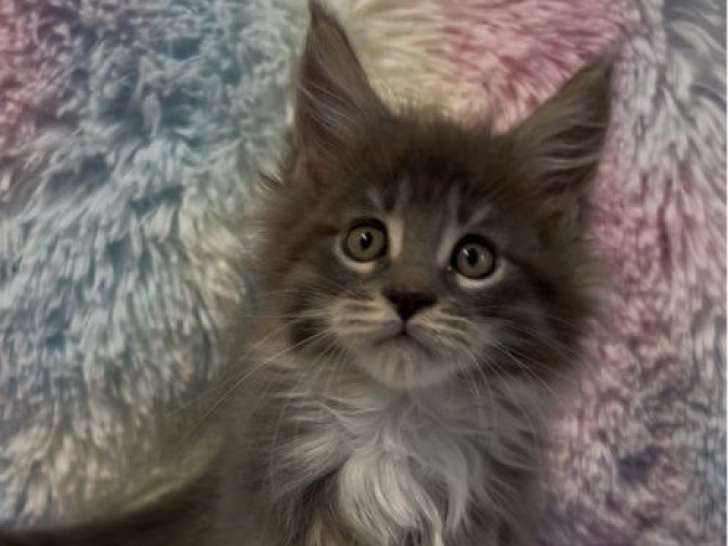 4 chatons Maine Coons LOOF nés en août 2025 disponibles à la vente