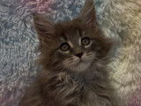 4 chatons Maine Coons LOOF nés en août 2025 disponibles à la vente