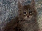 4 chatons Maine Coons LOOF nés en août 2025 disponibles à la vente