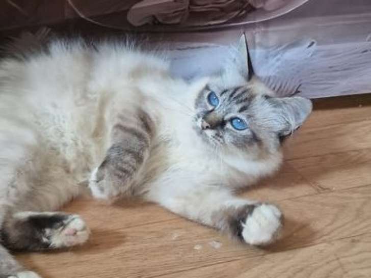 4 chatons Sacrés de Birmanie LOOF à vendre