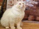 4 chatons Sacrés de Birmanie LOOF à vendre