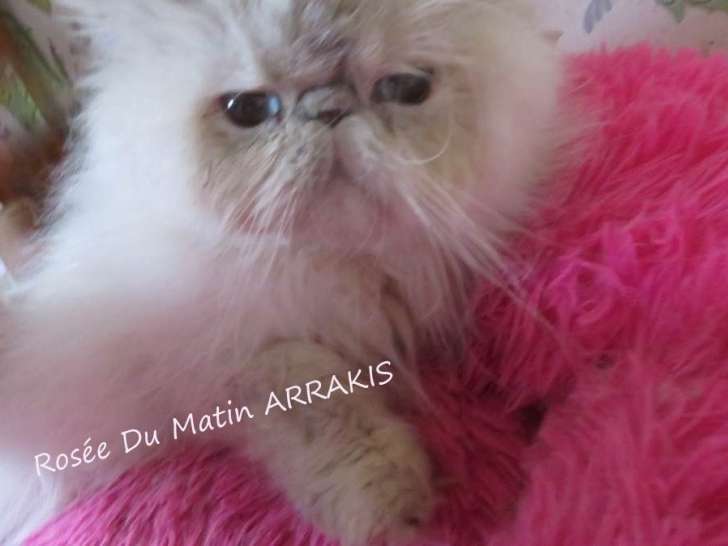 1 chatte Persane LOOF à vendre, née en avril 2020