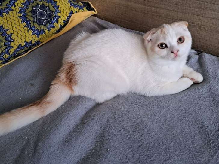 Mise en vente d’un chaton Scottish Fold mâle LOOF