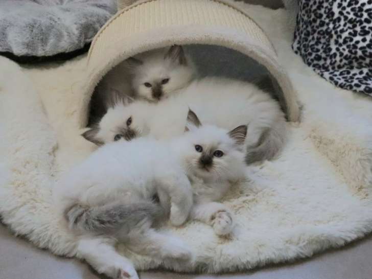 2 chatons mâles Sacrés de Birmanie chocolat point LOOF à réserver, nés en septembre 2025