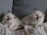 2 chatons mâles Sacrés de Birmanie chocolat point LOOF à réserver, nés en septembre 2025