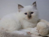 2 chatons mâles Sacrés de Birmanie chocolat point LOOF à réserver, nés en septembre 2025