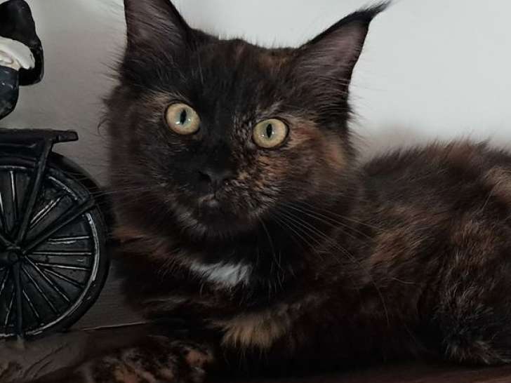 1 chatonne Maine Coon black tortie LOOF à vendre, née en mai 2025