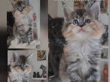 5 chatons Maine Coons LOOF à réserver, 3 mâles et 2 femelles d’octobre 2025