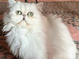 À vendre, 1 chatte Persane Chinchilla LOOF adulte