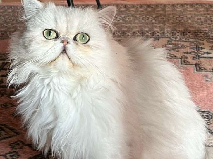À vendre, 1 chatte Persane Chinchilla LOOF adulte