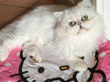 À vendre, 1 chatte Persane Chinchilla LOOF adulte