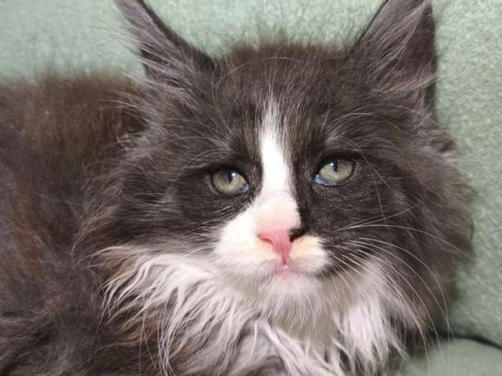 4 chatons Maine Coons LOOF à réserver, nés en septembre 2025