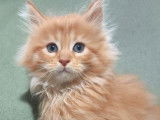 4 chatons Maine Coons LOOF à réserver, nés en septembre 2025