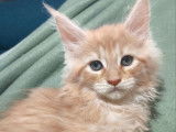 4 chatons Maine Coons LOOF à réserver, nés en septembre 2025