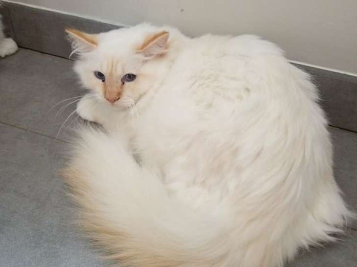 1 chaton mâle Sacré de Birmanie LOOF à vendre, né en mars 2025