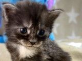 À réserver, 2 chatons Maine Coons LOOF