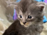 À réserver, 2 chatons Maine Coons LOOF