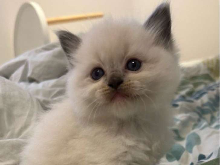 À vendre, des chatons Ragdolls LOOF nés en octobre 2025