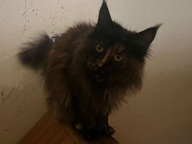 1 chatte Maine Coon LOOF à vendre, née en décembre 2018