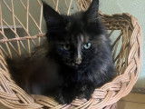 1 chatte Maine Coon LOOF à vendre, née en décembre 2018