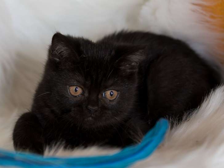 À vendre, 2 chatons British Shorthairs LOOF d’août 2025