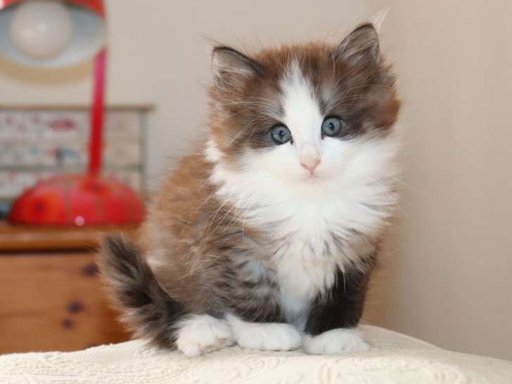 2 chatons mâles Norvégiens LOOF à réserver