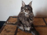 Vente de 2 chatons femelles Maine Coons LOOF de juillet 2025