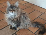 Vente de 2 chatons femelles Maine Coons LOOF de juillet 2025