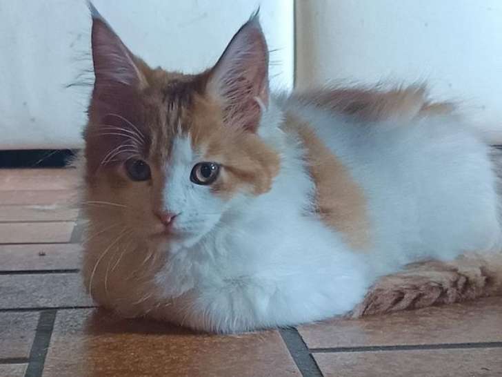 1 chaton mâle Maine Coon red tabby et blanc LOOF à vendre, né en juin 2025