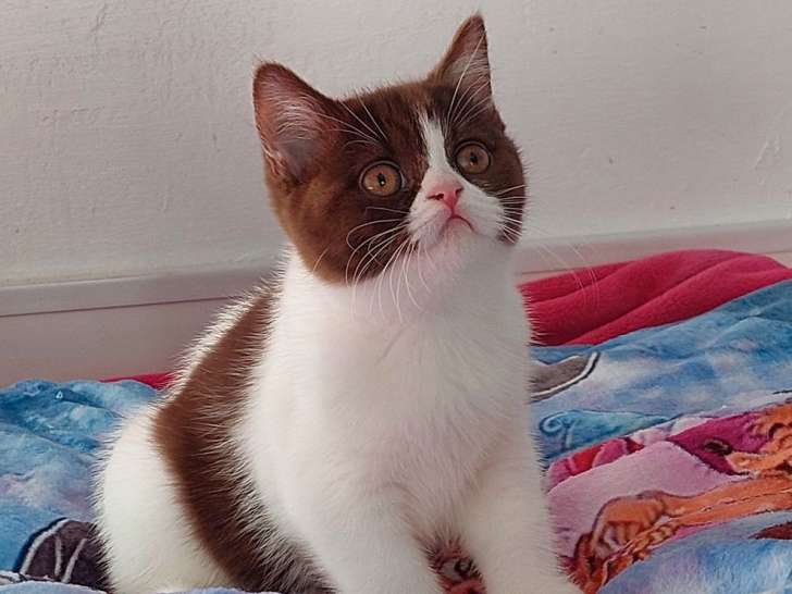 Vente d’une chatonne British Shorthair chocolat et blanc LOOF d’août 2025
