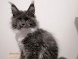 3 chatons Maine Coons femelles LOOF à vendre, bleu, black smoke et noire d’août 2025