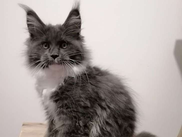 3 chatons Maine Coons femelles LOOF à vendre, bleu, black smoke et noire d’août 2025