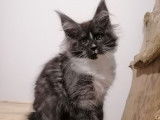 3 chatons Maine Coons femelles LOOF à vendre, bleu, black smoke et noire d’août 2025