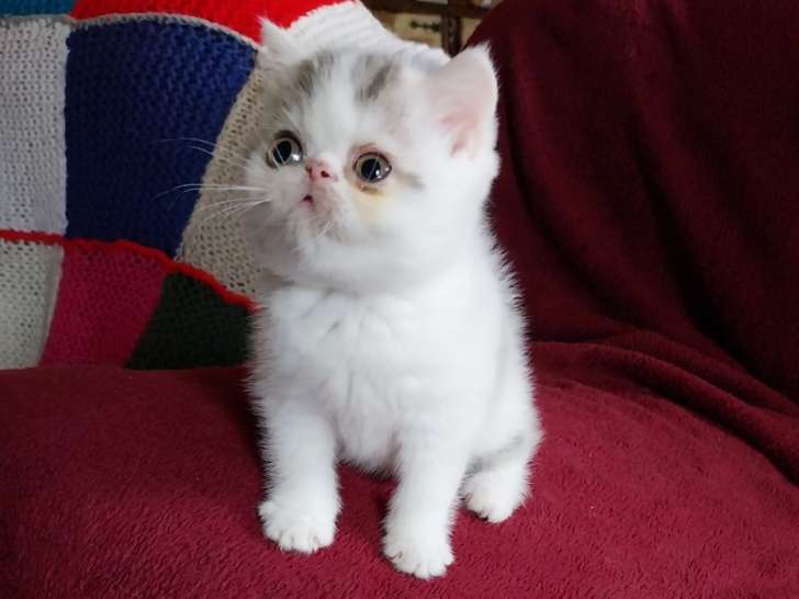 2 chatons Exotic Shorthairs mâles non-LOOF à vendre, nés en août 2025