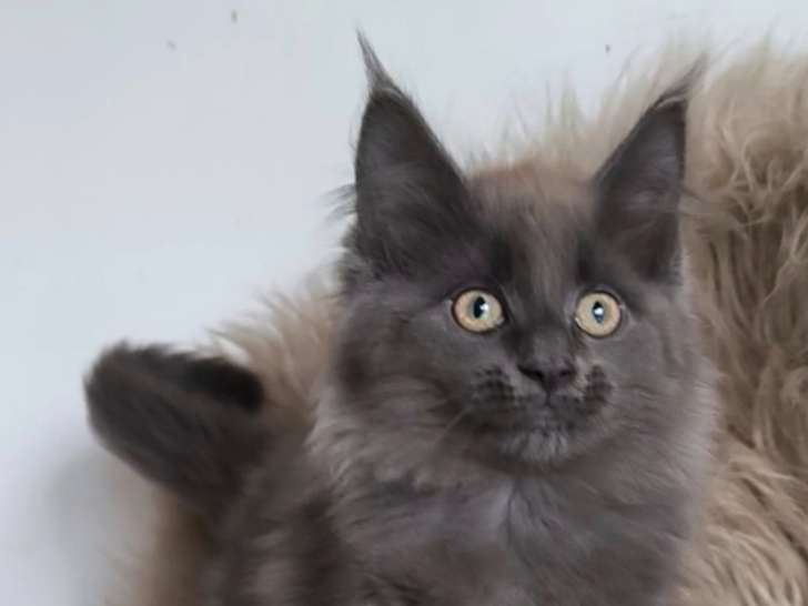 Chatons Maine Coon LOOF à vendre